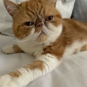 Meet your Posher, Tamar